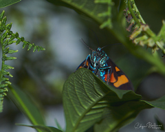 Cyanopepla submacula