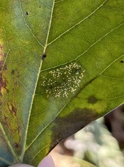 Phyllonorycter platani