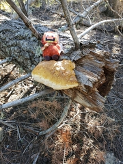 Fomitopsis schrenkii