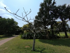 Pseudobombax ellipticum