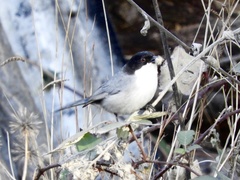 Microspingus melanoleucus