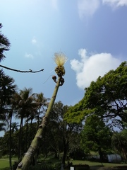 Pseudobombax ellipticum