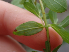 Hypericum humifusum