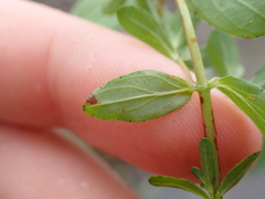 Hypericum humifusum