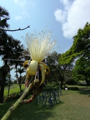 Pseudobombax ellipticum