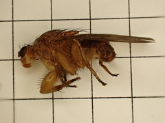 Heleomyzidae