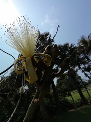 Pseudobombax ellipticum