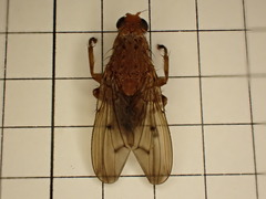 Heleomyzidae