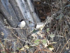 Microspingus melanoleucus