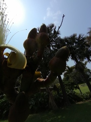 Pseudobombax ellipticum