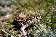 Lacerta agilis exigua