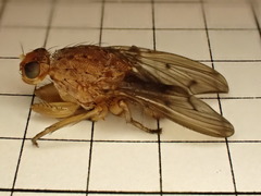 Heleomyzidae