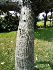 Pseudobombax ellipticum