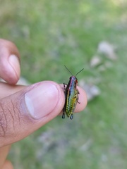 Aztecacris