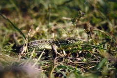 Lacerta agilis exigua