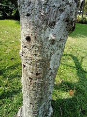 Pseudobombax ellipticum