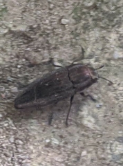 Sphenoptera