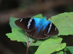 Astraptes fulgerator azul