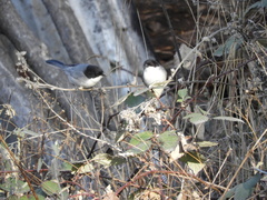 Microspingus melanoleucus