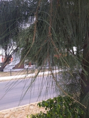 Casuarina equisetifolia