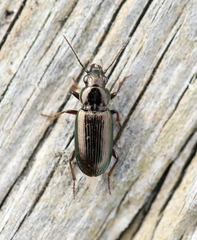 Pogonus