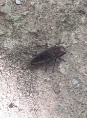 Sphenoptera