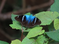Astraptes fulgerator azul