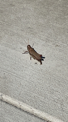 Melanoplus yarrowii