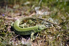 Lacerta agilis exigua