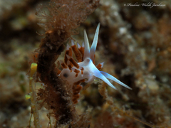 Flabellina dushia