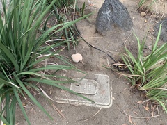 Ganoderma polychromum