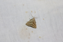 Macrochilo absorptalis