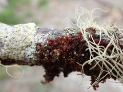 Frullania nisquallensis