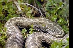 Vipera renardi
