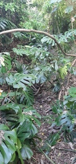Monstera deliciosa