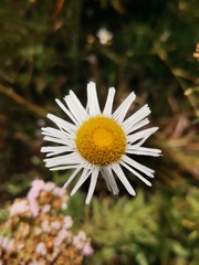 Erigeron longipes