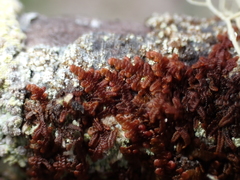 Frullania nisquallensis