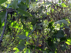 Clematis montevidensis