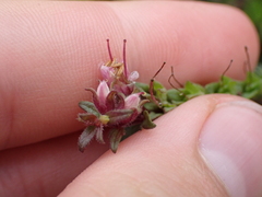 Odontites vernus vernus
