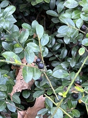 Ilex crenata