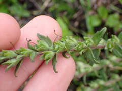Odontites vernus vernus