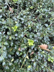 Ilex crenata