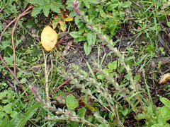 Odontites vernus vernus