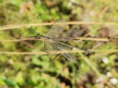 Brachynemurus