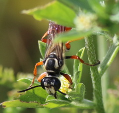 Sphex dorsalis