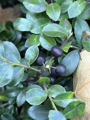 Ilex crenata