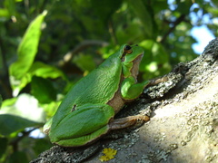 Hyla arborea