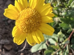 Coleostephus myconis