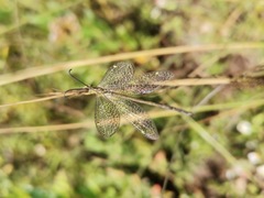Brachynemurus