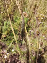 Brachynemurus